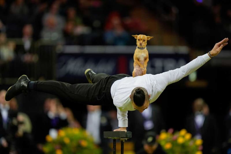 Penny the Doberman Wins 150th Westminster Dog Show - Image 5