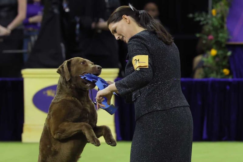 Penny the Doberman Wins 150th Westminster Dog Show - Image 4