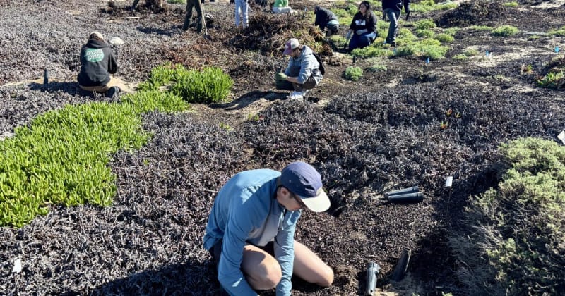 Volunteers Save Endangered Butterfly at Marina Dunes