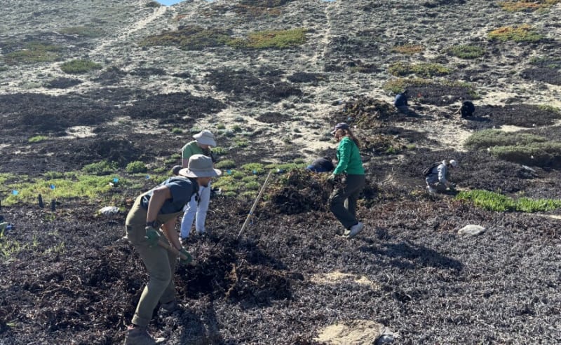 Volunteers Save Endangered Butterfly at Marina Dunes - Image 5