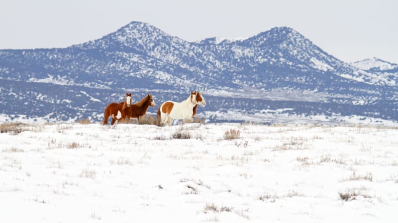 20 Wild Horses Rescued from California Snowstorm
