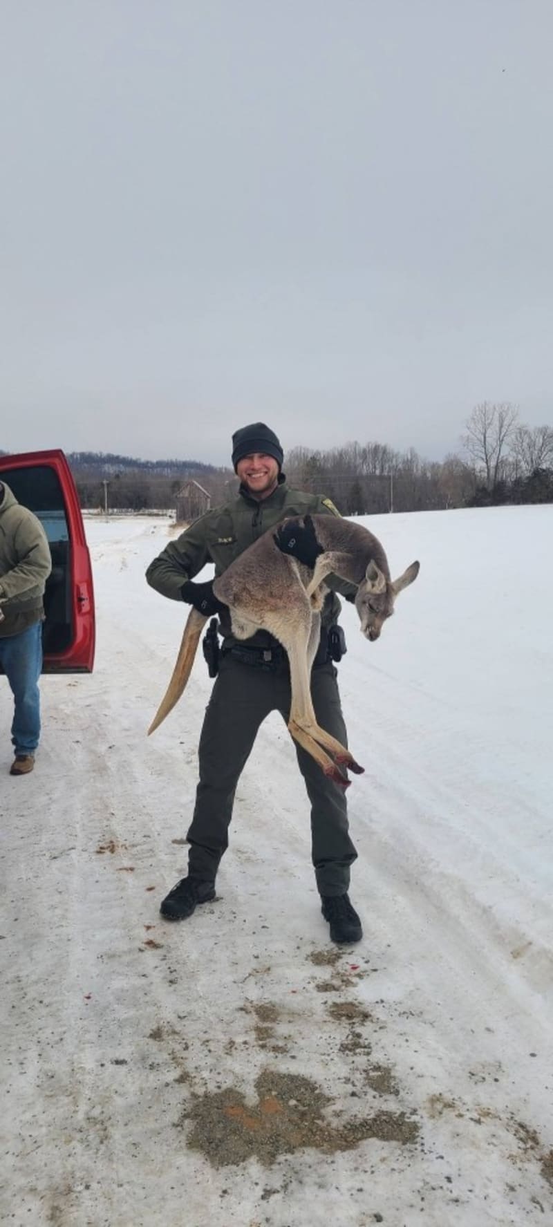 Virginia Kangaroo Leads Dogs Away to Save Her Baby - Image 4
