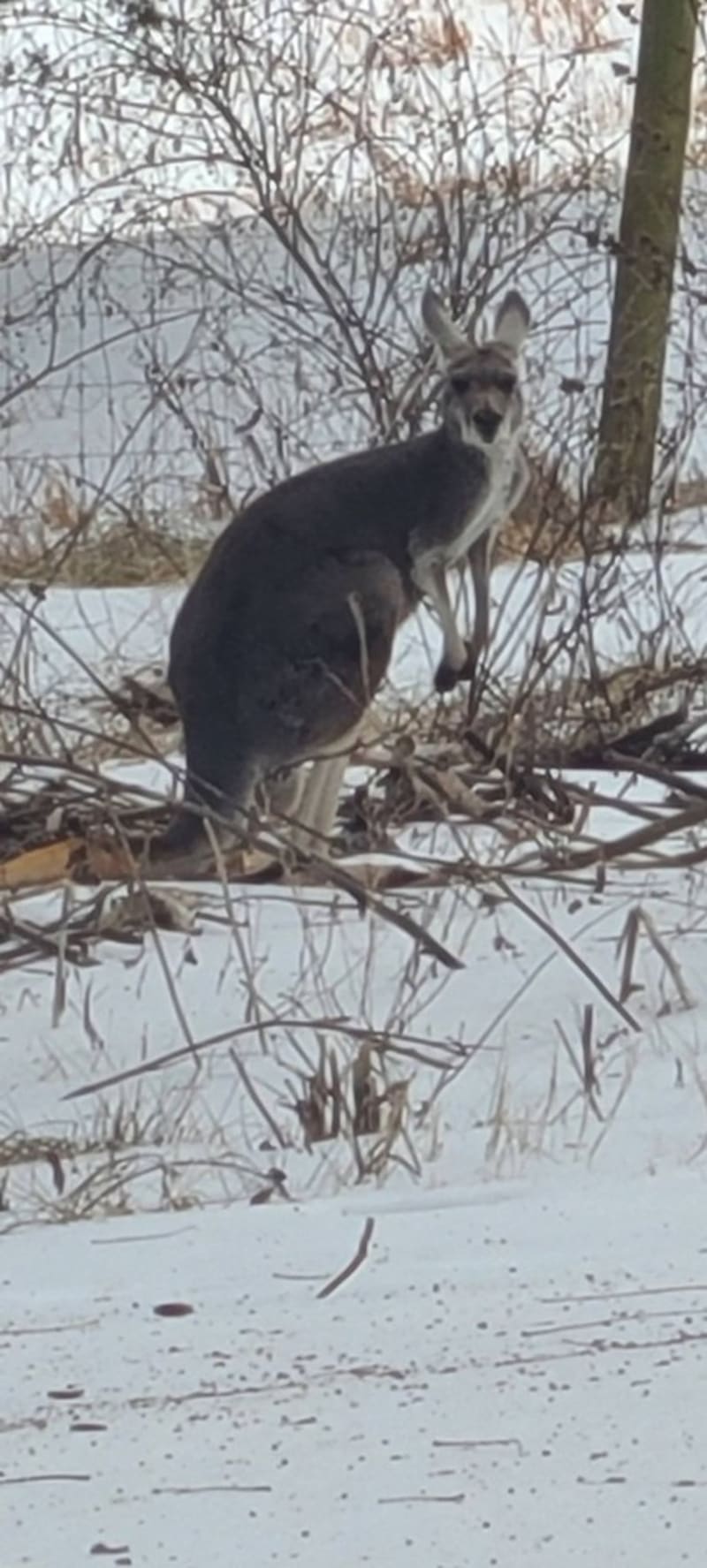 Virginia Kangaroo Leads Dogs Away to Save Her Baby - Image 3