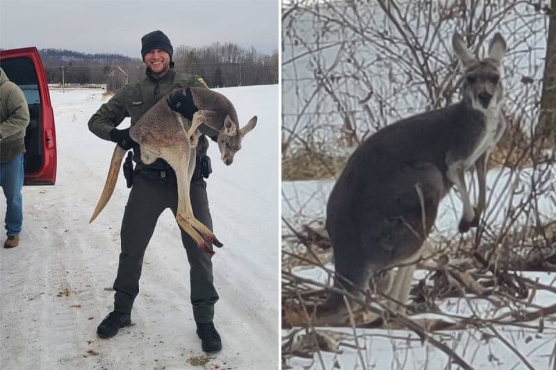 Kangaroo standing in snowy Virginia street after leading dogs away from baby