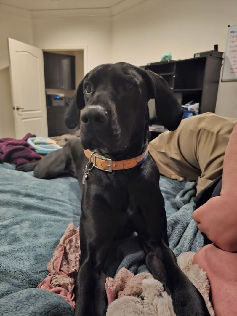 Worker Pays for Dying Dogs' Final Steakhouse Meal - Image 4