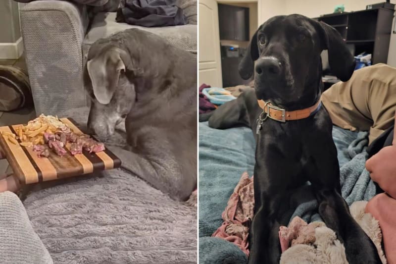 Worker Pays for Dying Dogs' Final Steakhouse Meal