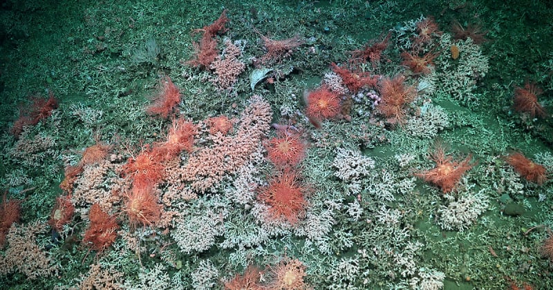 Scientists Find Coral Reef Bigger Than Vatican City Off Argentina