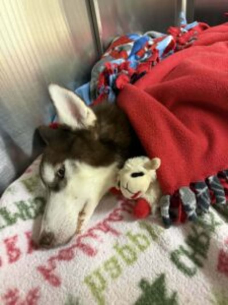 School District Boosts Reading Scores 32% in One Year - Image 4