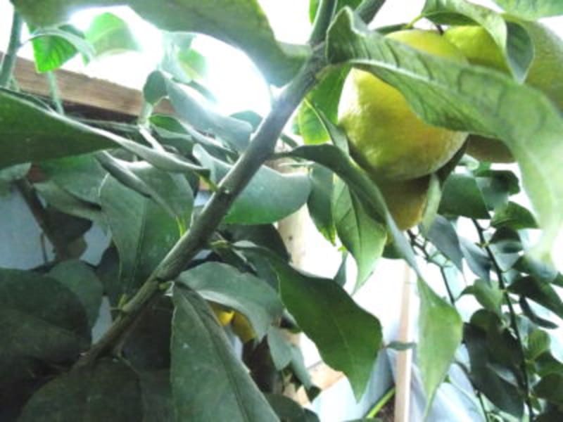 Rugby Program Awards $200K to 400+ Students Since 2002 - Image 3