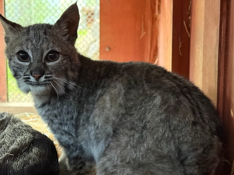 Dying Bobcat Kitten Saved After CPR, Blood Transfusion - Image 4