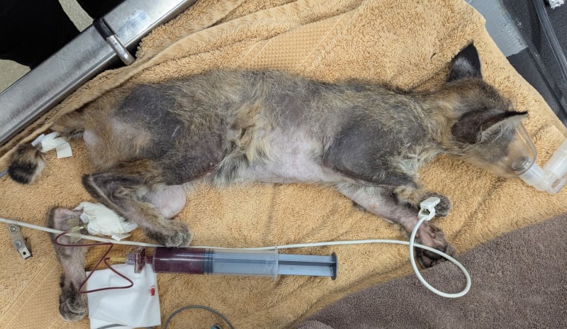 Dying Bobcat Kitten Saved After CPR, Blood Transfusion - Image 3