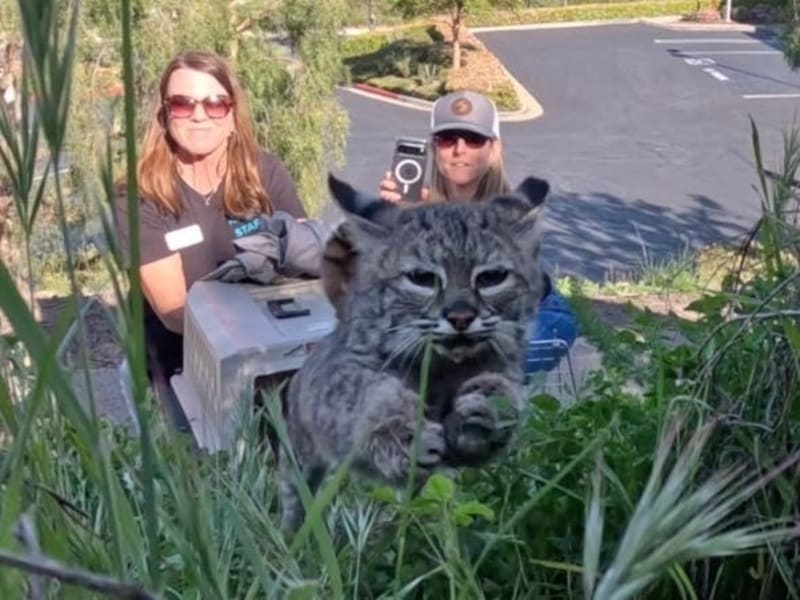 Dying Bobcat Kitten Saved After CPR, Blood Transfusion
