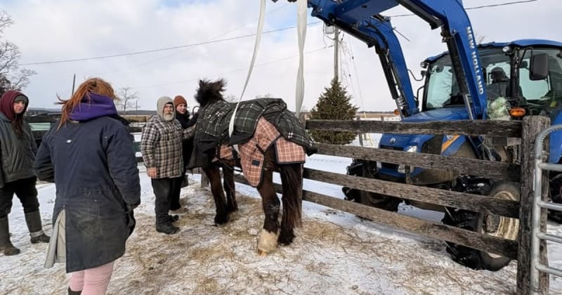 Emergency Training Saves 29-Year-Old Police Horse's Life