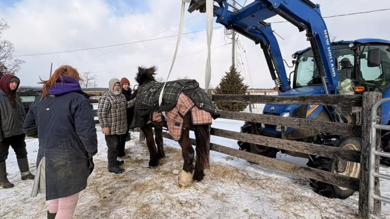 Emergency Training Saves 29-Year-Old Police Horse's Life - Image 2