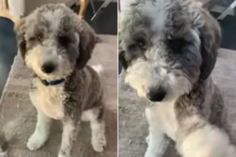 Dog Survives 43 Days in Colorado Mountains, Found Alive - Image 3