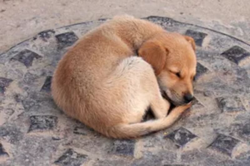 Florist Hides Bouquets Across Irish City for Strangers - Image 4