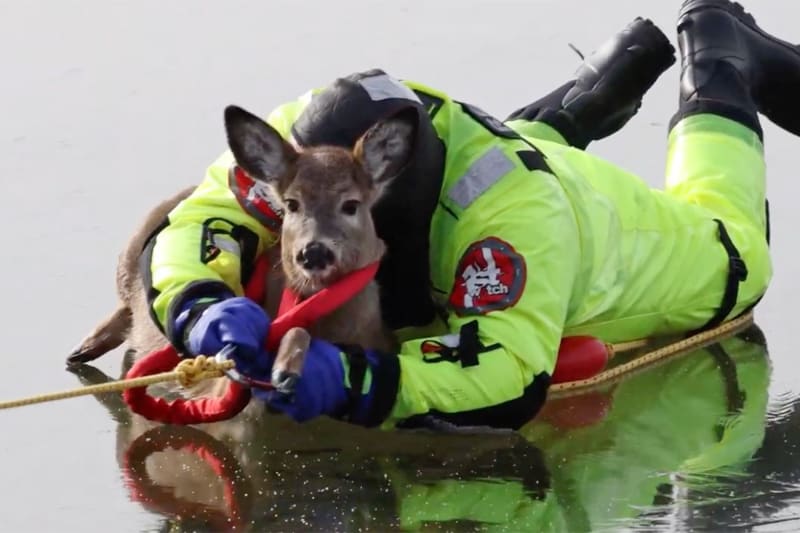 Firefighter Hugs Deer to Safety on Frozen Washington Lake