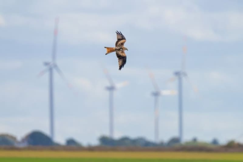 Scientists Unlock Sky-High Clean Energy with Bird-Inspired Flying Kites - Image 2