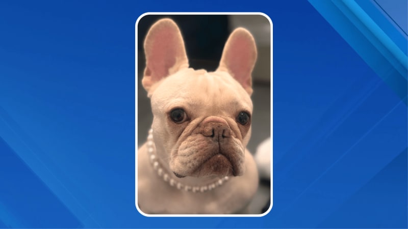 Brooklyn Nurses Reunite Stolen French Bulldog With Family