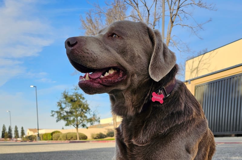 Ring Opens Lost Pet Finder to Everyone, Donates $1M - Image 2