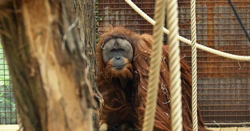 Scientists Discover 16,000 New Species Every Year Now