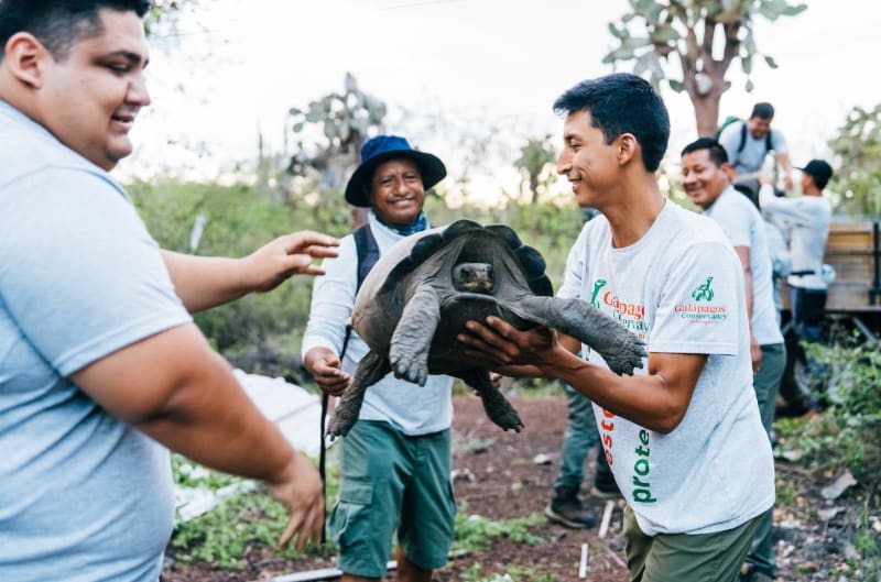 Giant Tortoises Return to Galapagos After 200 Years