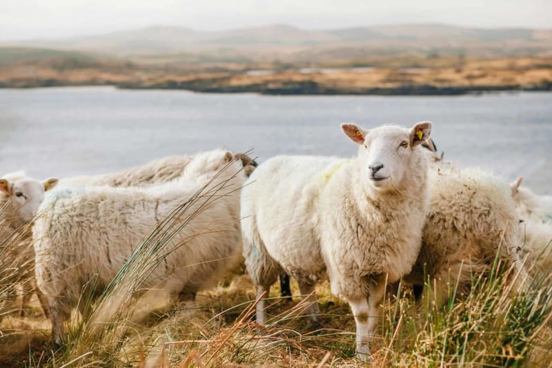 Yorkshire Sheep Become Unlikely Therapy Partners
