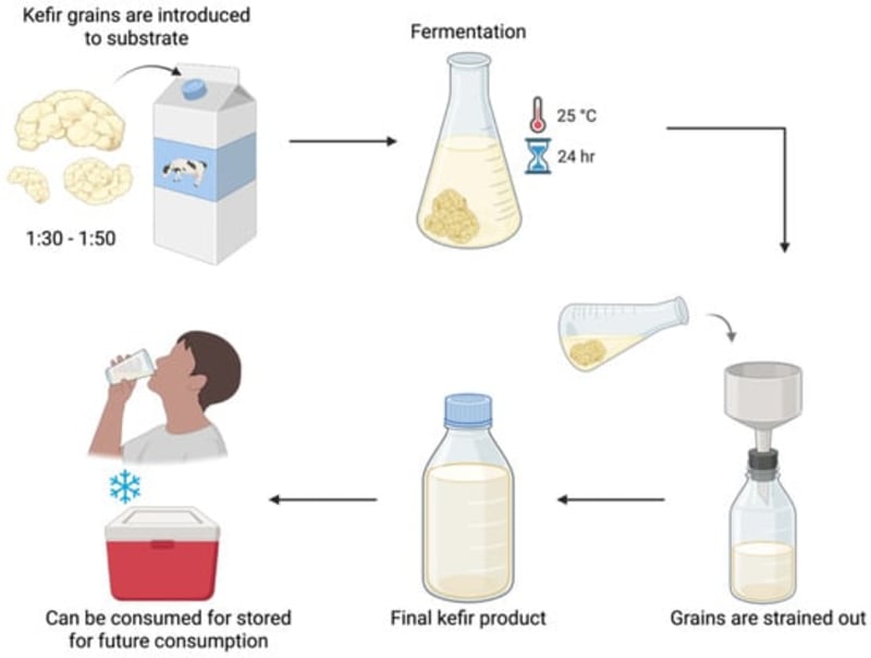 Glass of creamy white kefir with probiotic bacteria illustration showing healthy gut and oral microbiome benefits