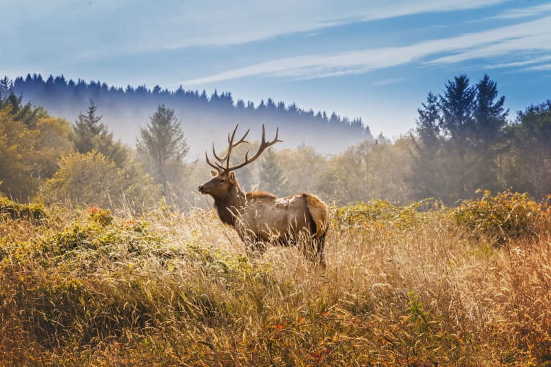 Oregon House Passes Wildlife Conservation Funding Bill - Image 2