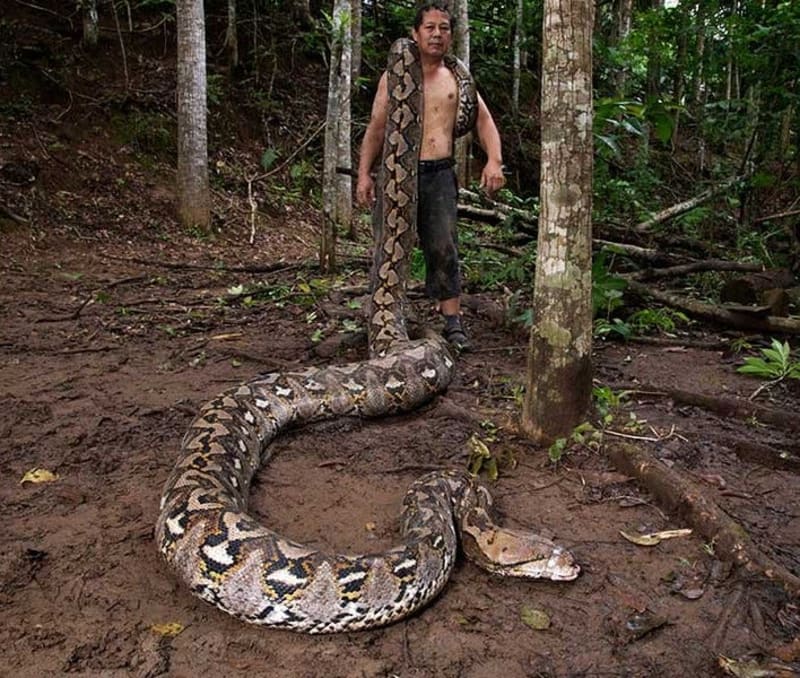 23-Foot Python Breaks Record as Longest Wild Snake Ever
