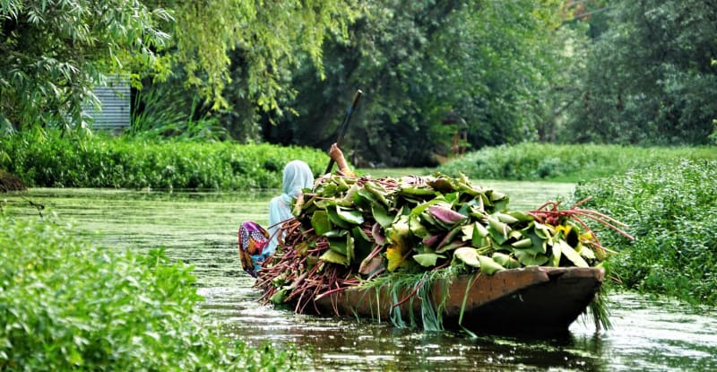 Kashmir Farmers Revive Ancient Lotus Crop in Flooded Fields