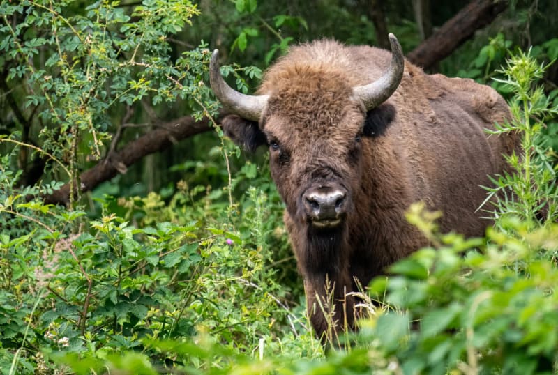 European Bison Return to Romania After 100 Years Gone