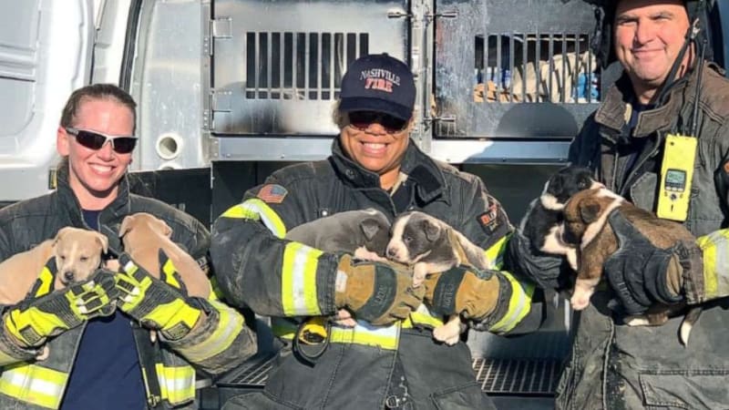 Eight young puppies huddled together after being rescued by Nashville firefighters from apartment crawl space