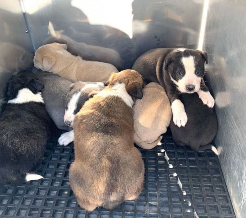 Nashville Firefighters Rescue 8 Puppies From Crawl Space - Image 4