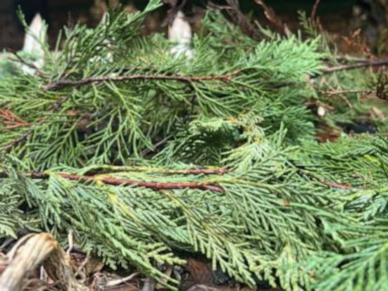 Save the Planet, Save Your Garden: Creative Ways to Recycle Your Christmas Tree