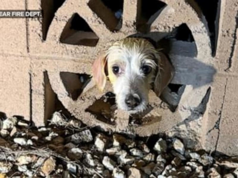 Arizona Firefighters' Heartwarming Christmas Rescue Highlights First Responders' Compassion