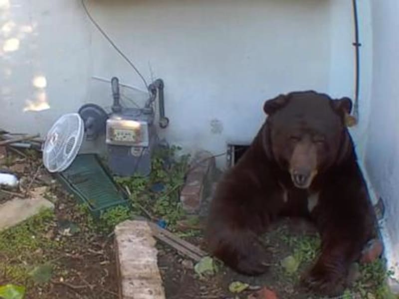 Unexpected Houseguest: California Homeowner Faces Bear Residence Dilemma