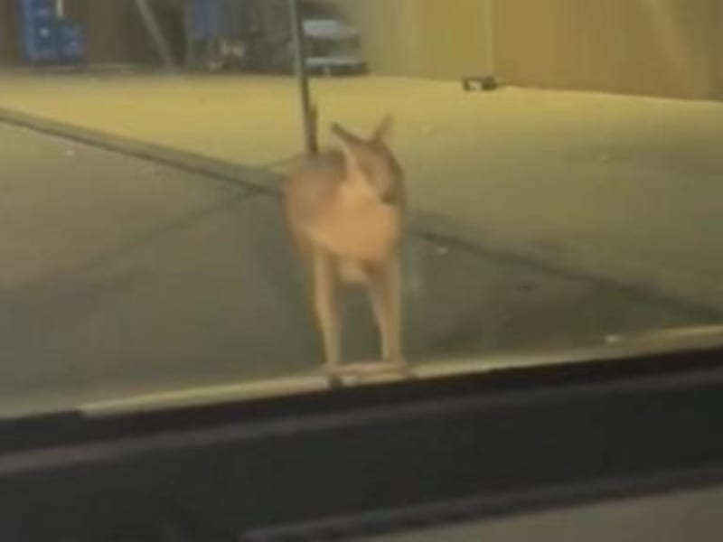 Runaway Wallaby's Great Walmart Adventure Ends with Safe Return