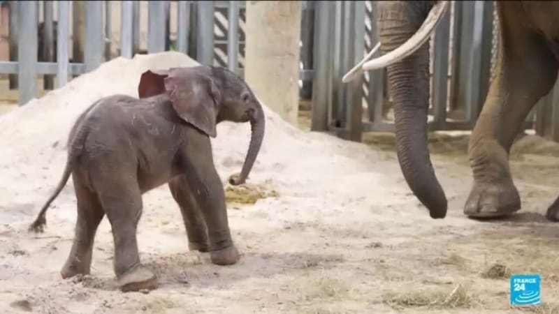 330-Pound Baby Elephant Born After 7-Hour French Zoo Delivery
