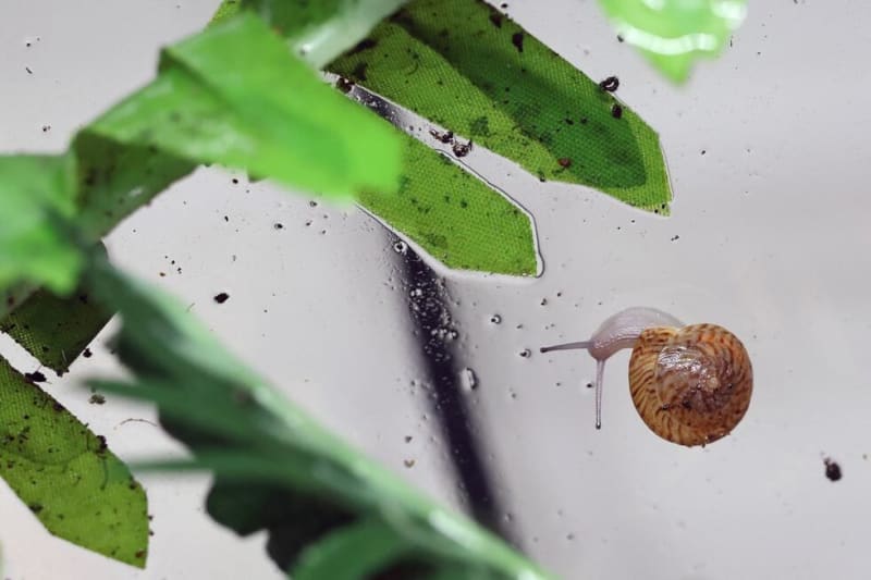 Tiny Bermuda Snail Rescued From Extinction by UK Zoos - Image 3