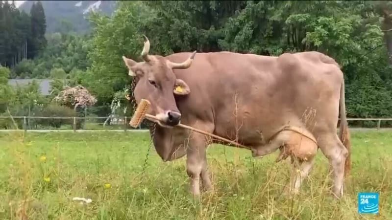 Austrian Cow Uses Tools, Challenges Animal Intelligence Myths - Image 2