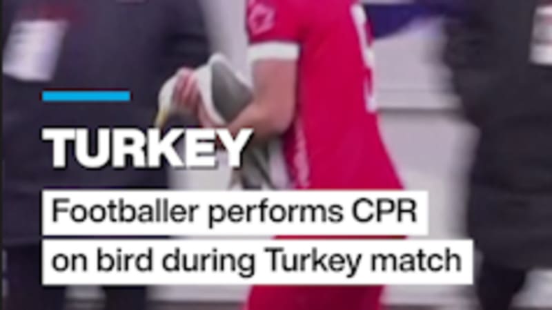 Footballer Saves Seagull With CPR During Istanbul Match