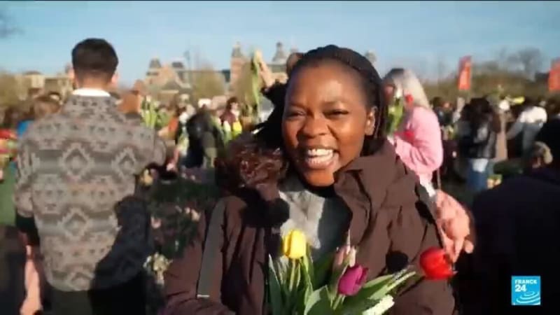 Netherlands Shares 200,000 Free Tulips on National Day - Image 2