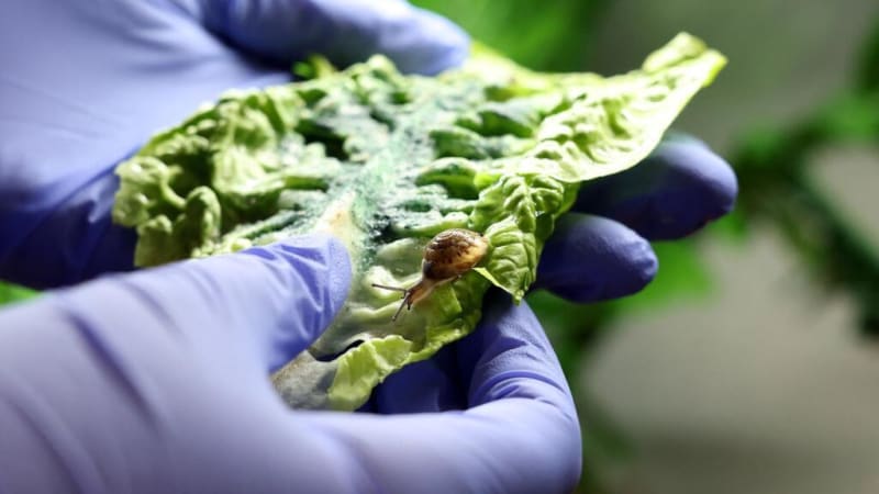 Tiny Bermuda Snail Rescued From Extinction by UK Zoos - Image 2