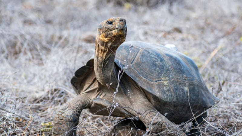 158 Giant Tortoises Return to Galápagos After 150 Years - Image 2