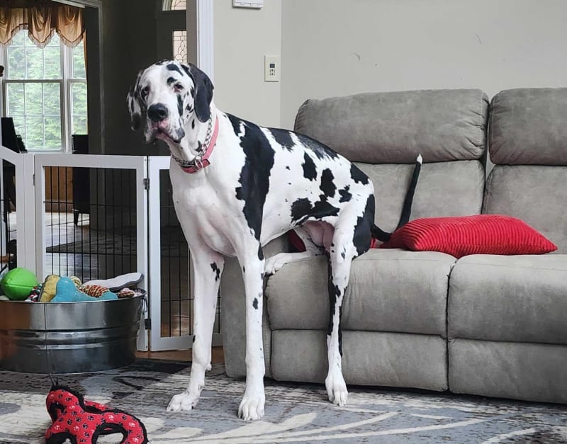 Minnie, a record-breaking Great Dane, standing tall next to her owners in North Stonington, Connecticut