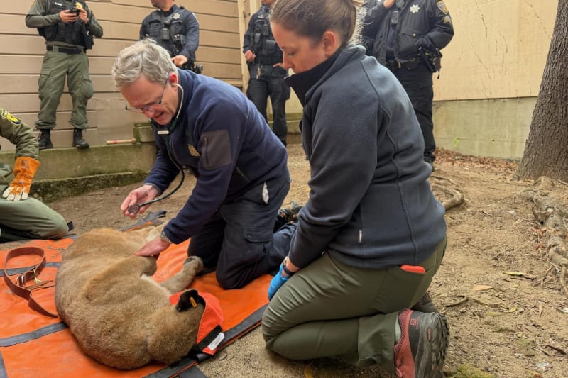 S.F. Mountain Lion Safely Returned to Wild After 30 Hours