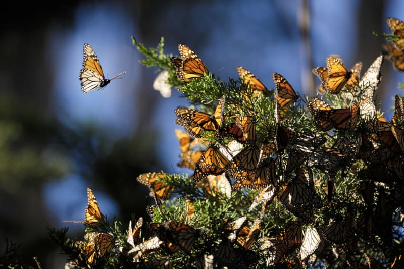 Orange and black monarch butterflies clustered together on tree branches in California