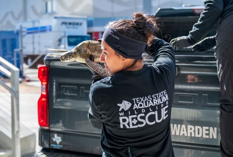 Texas Rescues 332 Sea Turtles After Cold Snap