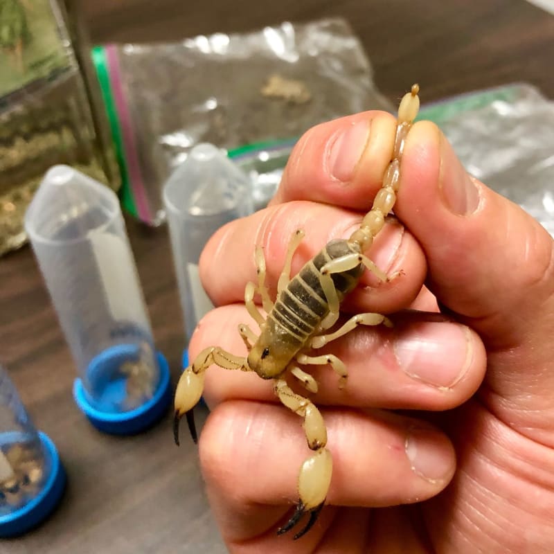 CT Researchers Find Bacteria Living in Scorpion Venom